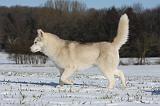 SIBERIAN HUSKY 446